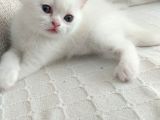 2 Aylık 1 Adet Dişi Scotish Fold 1 Adet Dişi British Shorthair Yavrularımı Sahiplendirmek Istiyorum