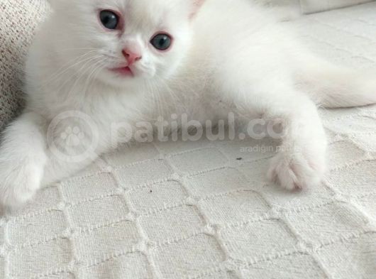 2 Aylık 1 Adet Dişi Scotish Fold 1 Adet Dişi British Shorthair Yavrularımı Sahiplendirmek Istiyorum görsel