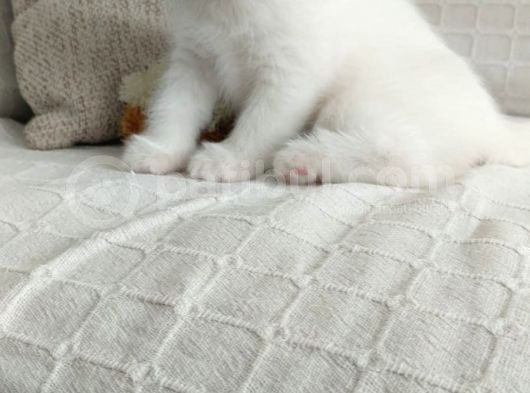 2 Aylık 1 Adet Dişi Scotish Fold 1 Adet Dişi British Shorthair Yavrularımı Sahiplendirmek Istiyorum görsel