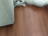 2 Aylık 1 Adet Dişi Scotish Fold 1 Adet Dişi British Shorthair Yavrularımı Sahiplendirmek Istiyorum