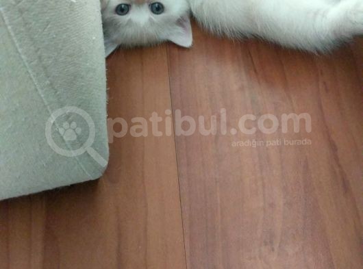 2 Aylık 1 Adet Dişi Scotish Fold 1 Adet Dişi British Shorthair Yavrularımı Sahiplendirmek Istiyorum görsel