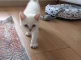 Uygun British Shorthair Blue Eşyaları Ile Sahiplendirilecek