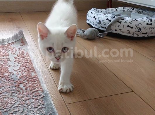 Uygun British Shorthair Blue Eşyaları Ile Sahiplendirilecek görsel