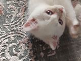 Uygun British Shorthair Blue Eşyaları Ile Sahiplendirilecek