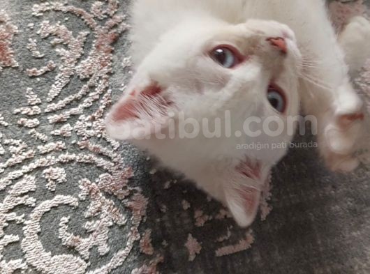 Uygun British Shorthair Blue Eşyaları Ile Sahiplendirilecek görsel