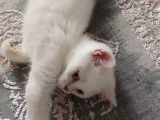 Uygun British Shorthair Blue Eşyaları Ile Sahiplendirilecek