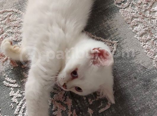 Uygun British Shorthair Blue Eşyaları Ile Sahiplendirilecek