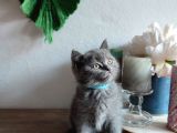 Çok Bakımlı Ve Sağlıklı British Shorthair