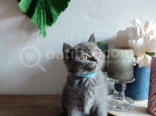 Çok Bakımlı Ve Sağlıklı British Shorthair görsel