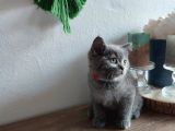 Çok Bakımlı Ve Sağlıklı British Shorthair