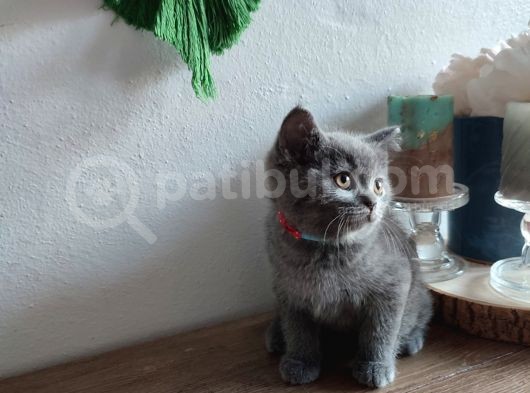Çok Bakımlı Ve Sağlıklı British Shorthair görsel
