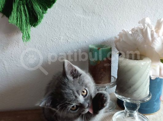 Çok Bakımlı Ve Sağlıklı British Shorthair görsel