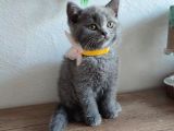 Çok Bakımlı Ve Sağlıklı British Shorthair