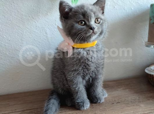 Çok Bakımlı Ve Sağlıklı British Shorthair görsel