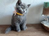 Çok Bakımlı Ve Sağlıklı British Shorthair