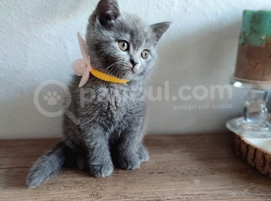 Çok Bakımlı Ve Sağlıklı British Shorthair