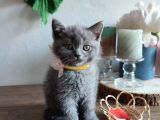 Çok Bakımlı Ve Sağlıklı British Shorthair