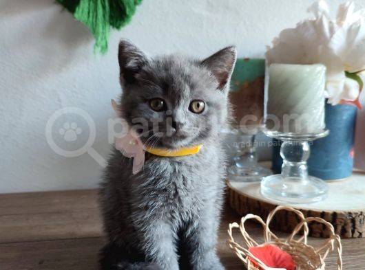 Çok Bakımlı Ve Sağlıklı British Shorthair görsel