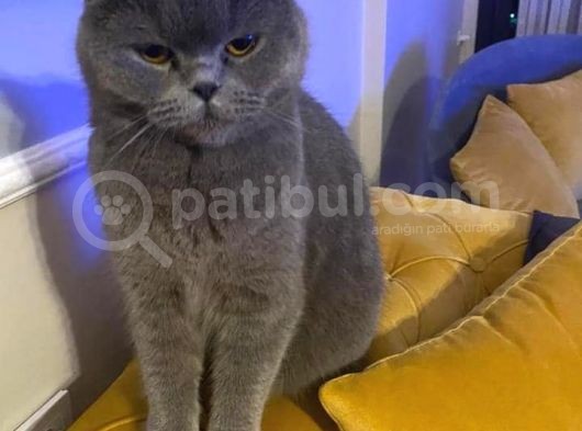 Blu Point 50 Günlük Yavrular görsel