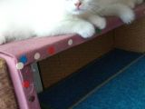 2 Aylık 1 Adet Dişi Scotish Fold 1 Adet Dişi British Shorthair Yavrularımı Sahiplendirmek Istiyorum