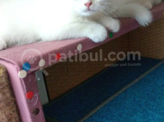 2 Aylık 1 Adet Dişi Scotish Fold 1 Adet Dişi British Shorthair Yavrularımı Sahiplendirmek Istiyorum görsel