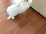 2 Aylık 1 Adet Dişi Scotish Fold 1 Adet Dişi British Shorthair Yavrularımı Sahiplendirmek Istiyorum