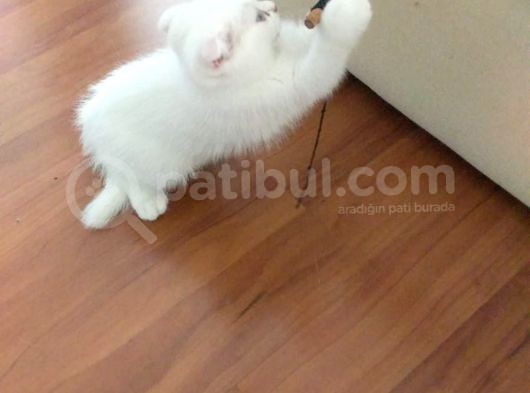 2 Aylık 1 Adet Dişi Scotish Fold 1 Adet Dişi British Shorthair Yavrularımı Sahiplendirmek Istiyorum görsel