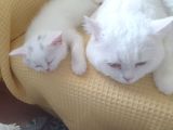 2 Aylık 1 Adet Dişi Scotish Fold 1 Adet Dişi British Shorthair Yavrularımı Sahiplendirmek Istiyorum