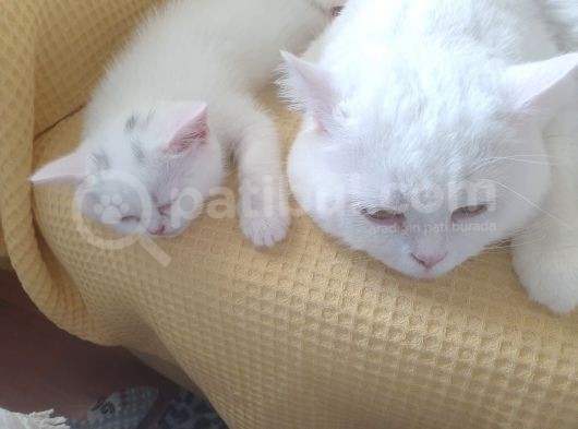 2 Aylık 1 Adet Dişi Scotish Fold 1 Adet Dişi British Shorthair Yavrularımı Sahiplendirmek Istiyorum görsel