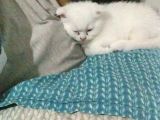 2 Aylık 1 Adet Dişi Scotish Fold 1 Adet Dişi British Shorthair Yavrularımı Sahiplendirmek Istiyorum