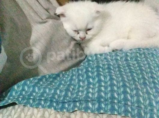2 Aylık 1 Adet Dişi Scotish Fold 1 Adet Dişi British Shorthair Yavrularımı Sahiplendirmek Istiyorum görsel