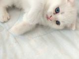 2 Aylık 1 Adet Dişi Scotish Fold 1 Adet Dişi British Shorthair Yavrularımı Sahiplendirmek Istiyorum