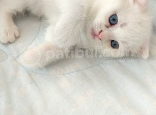2 Aylık 1 Adet Dişi Scotish Fold 1 Adet Dişi British Shorthair Yavrularımı Sahiplendirmek Istiyorum görsel