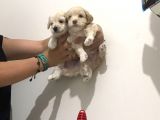Hasırk Maltipoo Sahiplendirilmeyi Bekleyen Yavrularımız