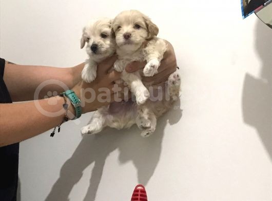 Hasırk Maltipoo Sahiplendirilmeyi Bekleyen Yavrularımız görsel