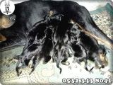 Doberman Yavru Fiyatları
