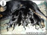 Doberman Yavru Fiyatları