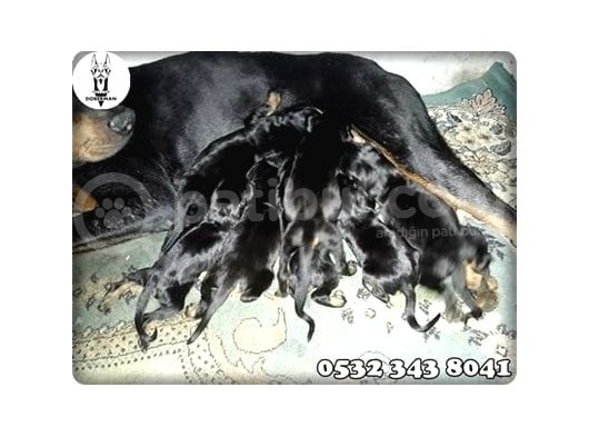 Doberman Yavru Fiyatları görsel