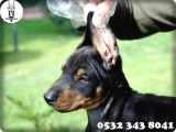 Doberman Yavru Fiyatları