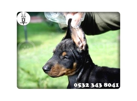 Doberman Yavru Fiyatları görsel