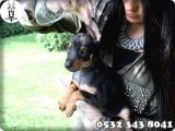 Doberman Yavru Fiyatları