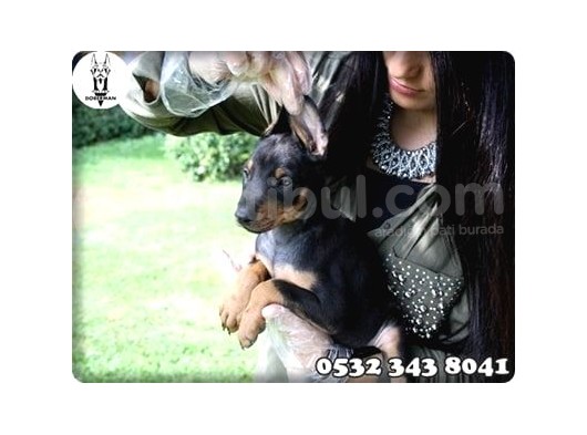 Doberman Yavru Fiyatları görsel