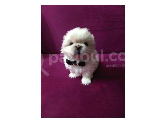 Peki̇nez Yavrularimiz görsel