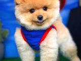 Ayı Surat Pomeranian Boo Yavrularımız