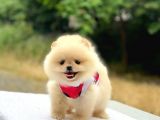 Pomeranian Boo Teddy Face Dişi Yavrumuz