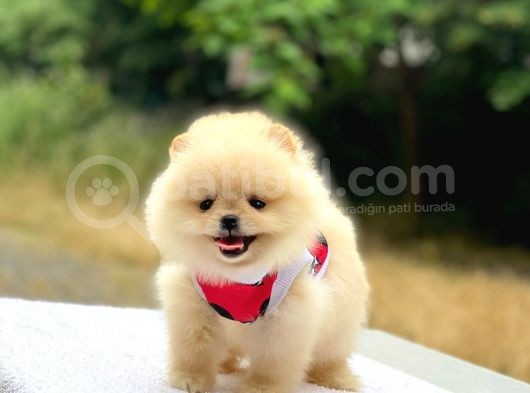 Pomeranian Boo Teddy Face Dişi Yavrumuz