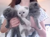 Scottish Fold Blue Point Scottish Fold.british Longhair 5 Haftalik