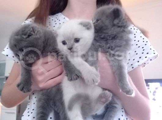 Scottish Fold Blue Point Scottish Fold.british Longhair 5 Haftalik görsel