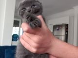Scottish Fold Blue Point Scottish Fold.british Longhair 5 Haftalik