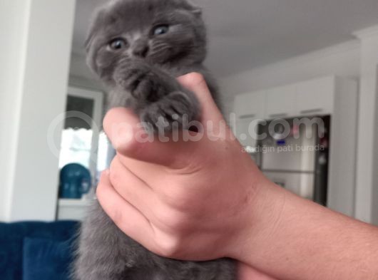 Scottish Fold Blue Point Scottish Fold.british Longhair 5 Haftalik görsel